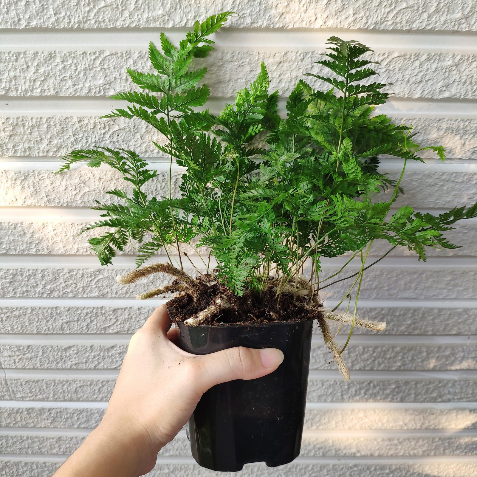 Dương xỉ Chân thỏ ‘Hare's Foot Fern' (Davallia Tyermannii) 3