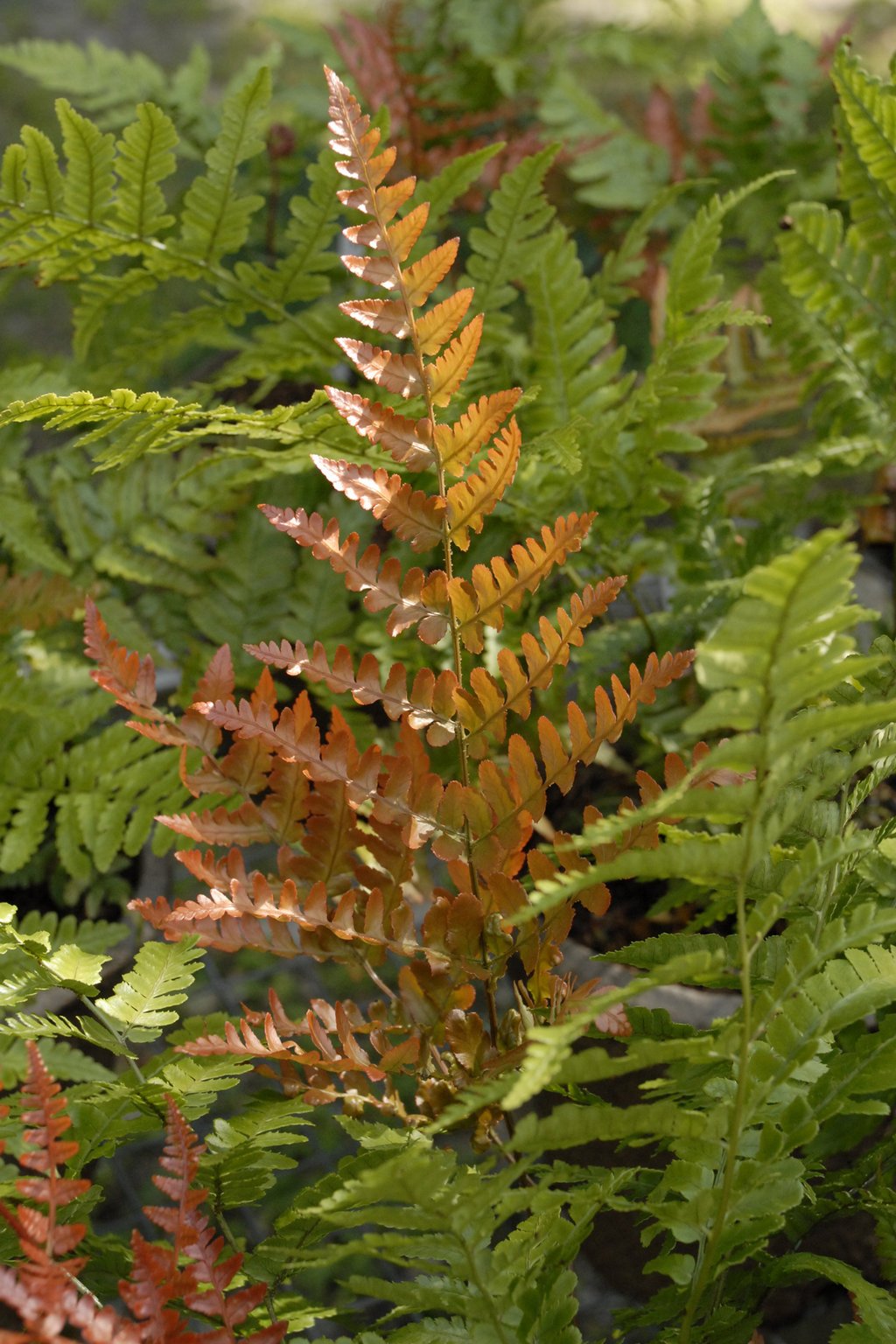 Dương xỉ Mùa thu Autumn Fern (Dryopteris Erythrosora ‘brilliance') 2