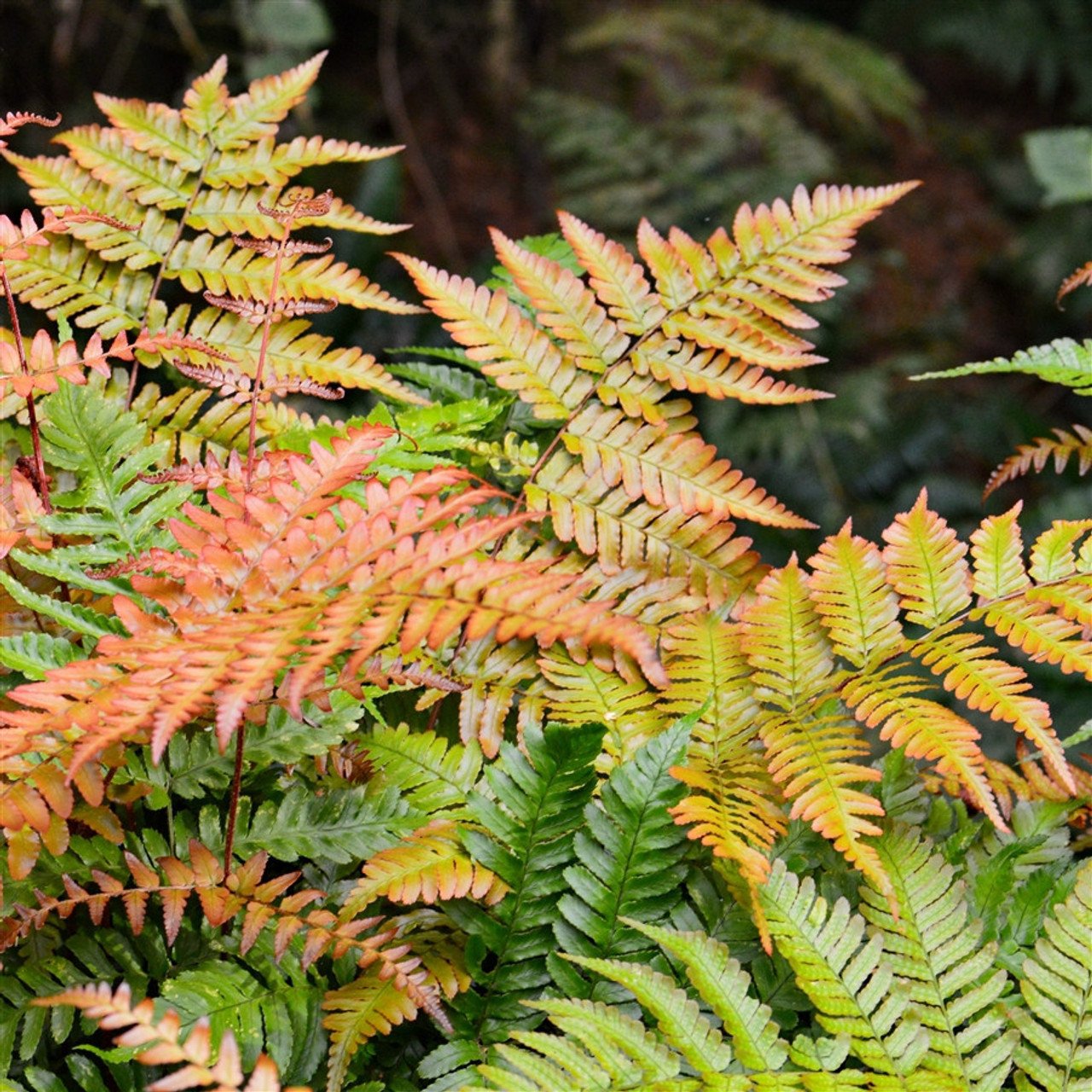Dương xỉ Mùa thu Autumn Fern (Dryopteris Erythrosora ‘brilliance') 3
