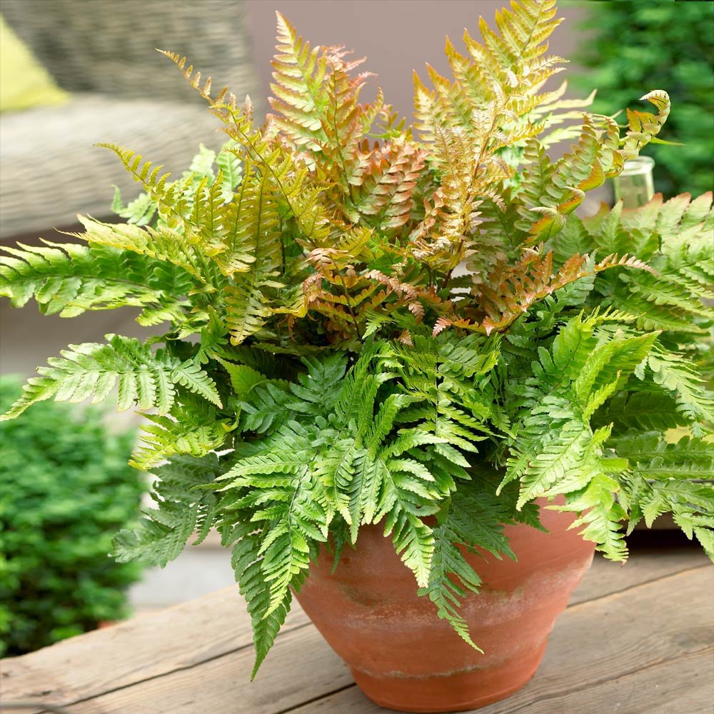 Dương xỉ Mùa thu Autumn Fern (Dryopteris Erythrosora ‘brilliance')
