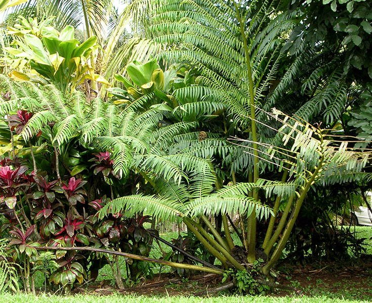 Dương xỉ Vua ‘King Fern' (Angiopteris evecta) 2