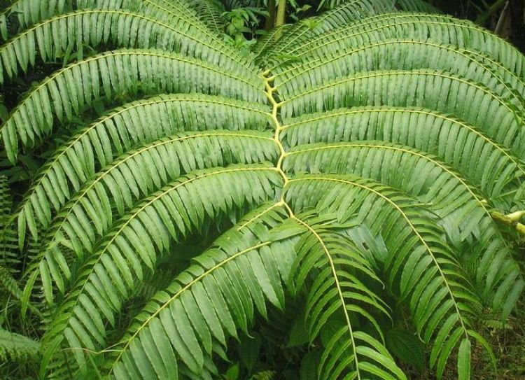Dương xỉ Vua ‘King Fern' (Angiopteris evecta) 3
