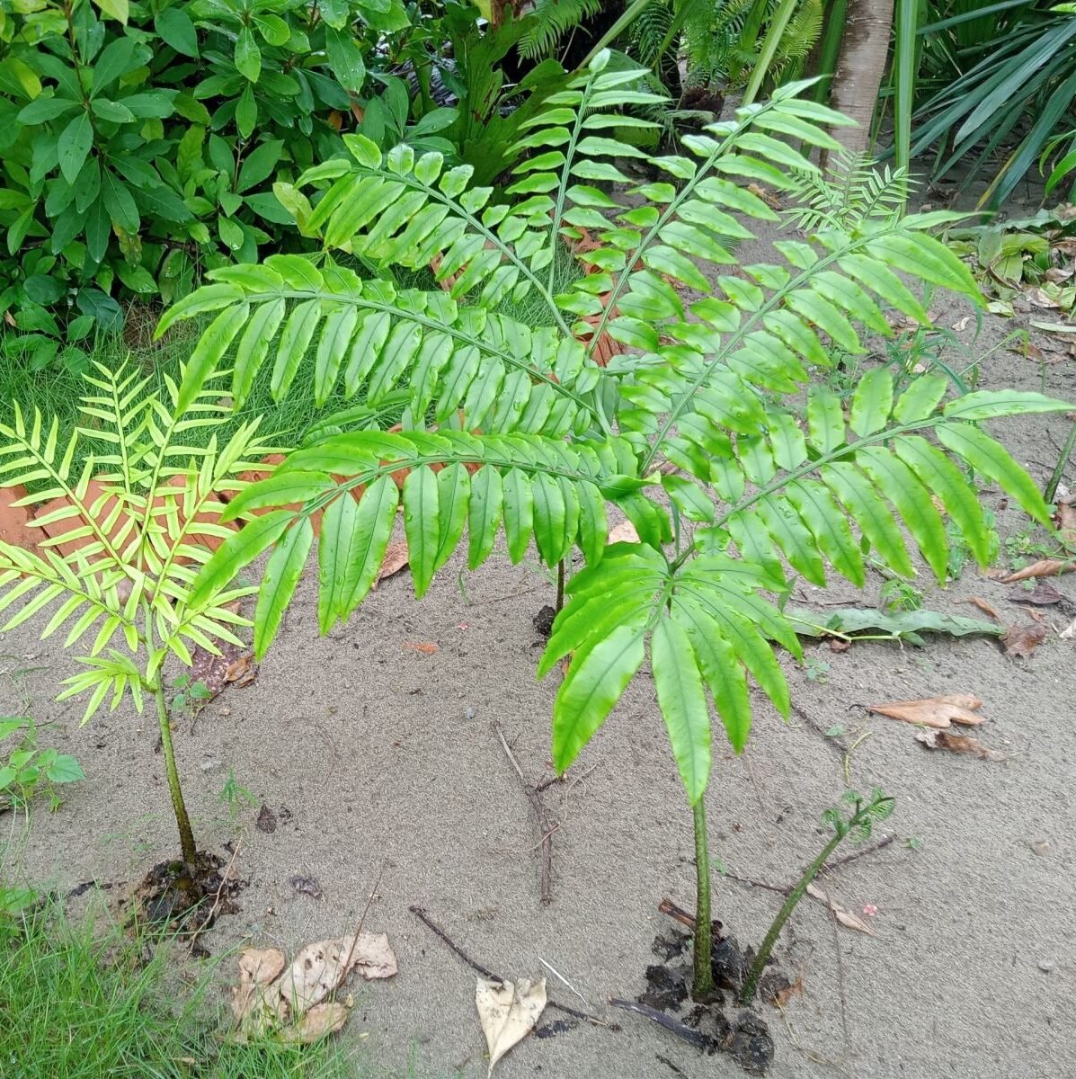 Dương xỉ Vua ‘King Fern' (Angiopteris evecta)