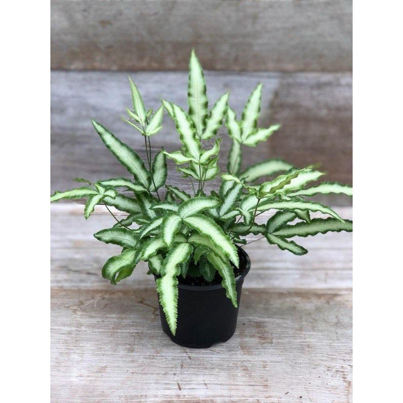 Dương xỉ Cẩm thạch ‘Tuyết' (Pteris Cretica) 2