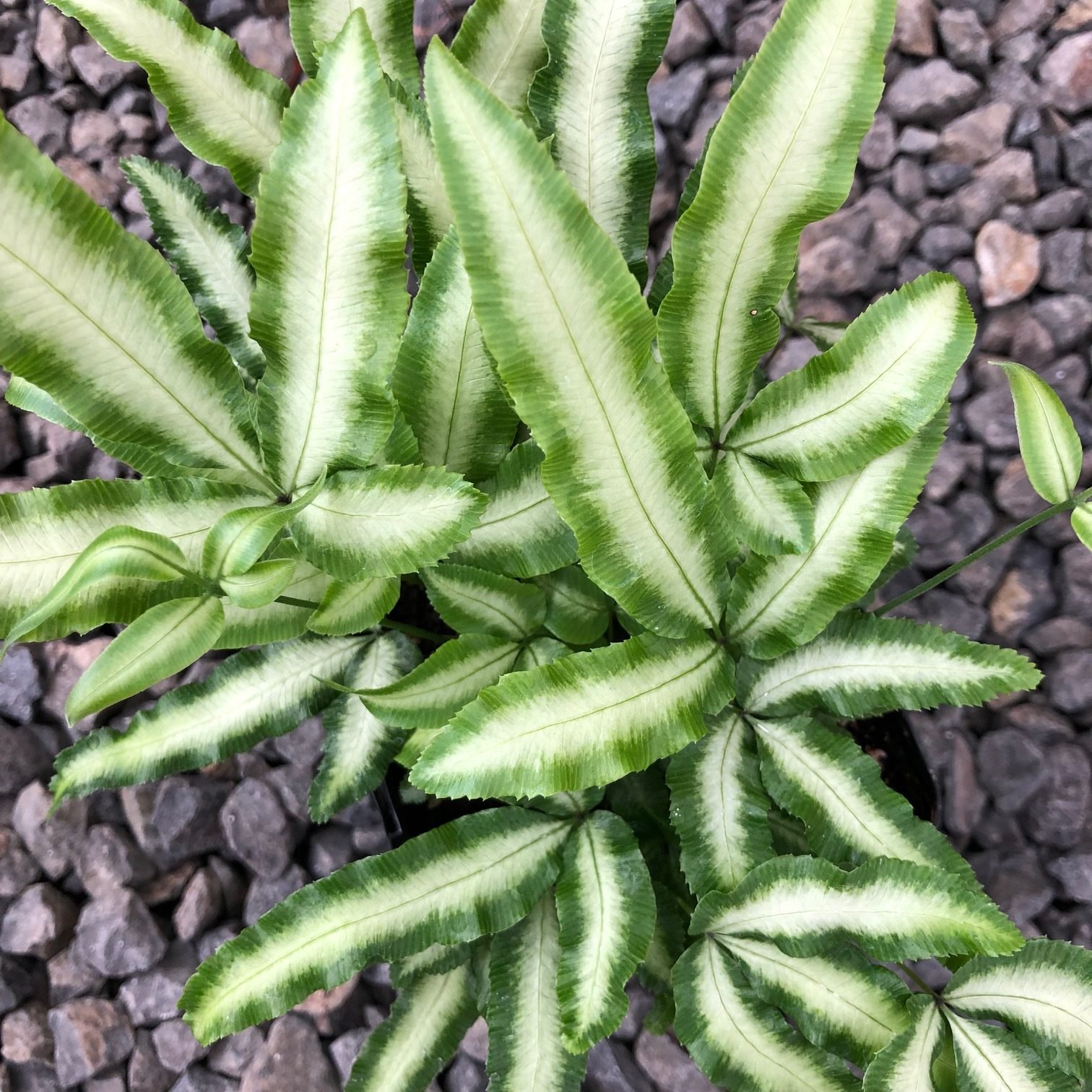Dương xỉ Cẩm thạch ‘Tuyết' (Pteris Cretica) 3