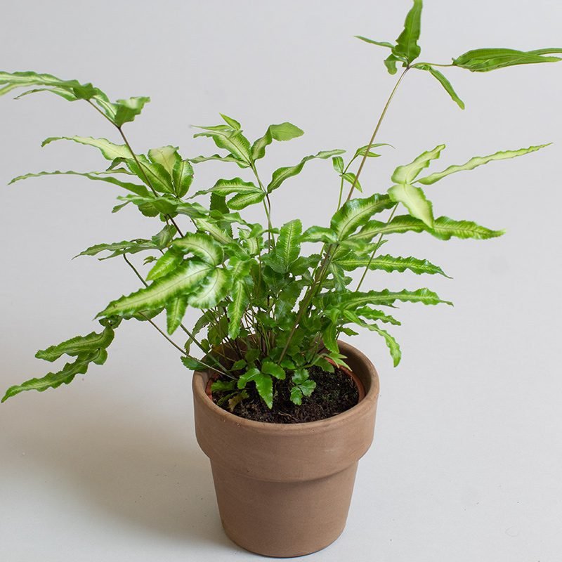 Dương xỉ Cẩm thạch ‘Tuyết' (Pteris Cretica)