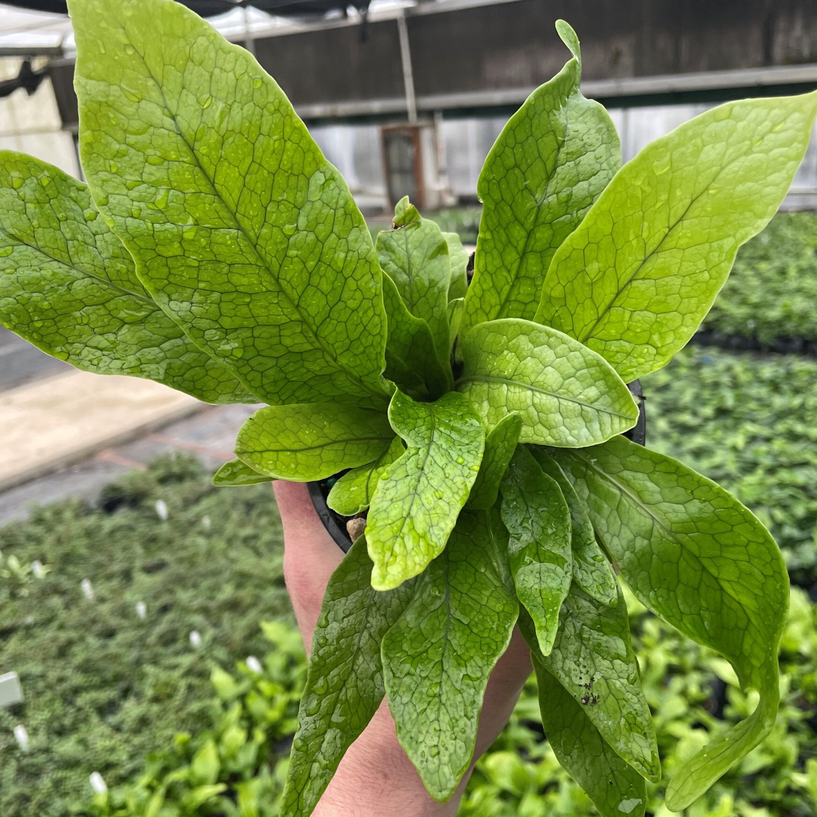 Dương xỉ cá sấu (Microsorum Musifolium ‘Crocodyllus’) 3