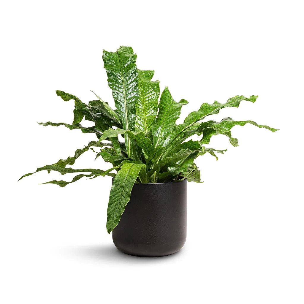 Dương xỉ cá sấu (Microsorum Musifolium ‘Crocodyllus’)