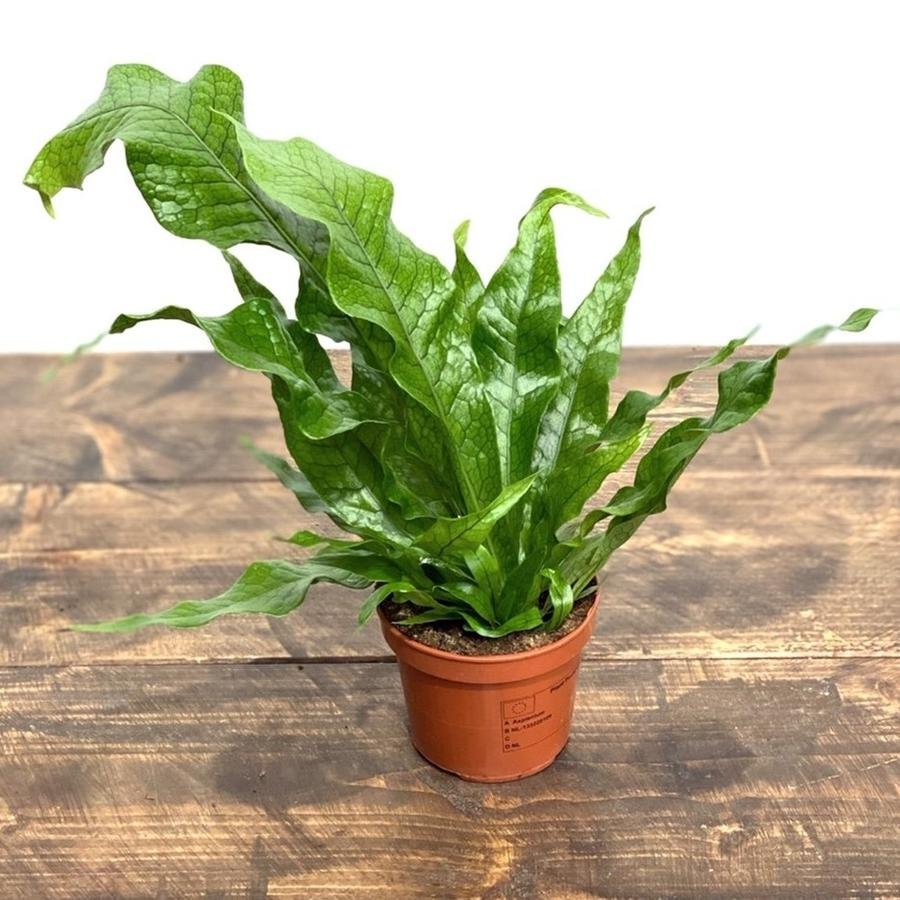 Dương xỉ cá sấu (Microsorum Musifolium ‘Crocodyllus’) 2