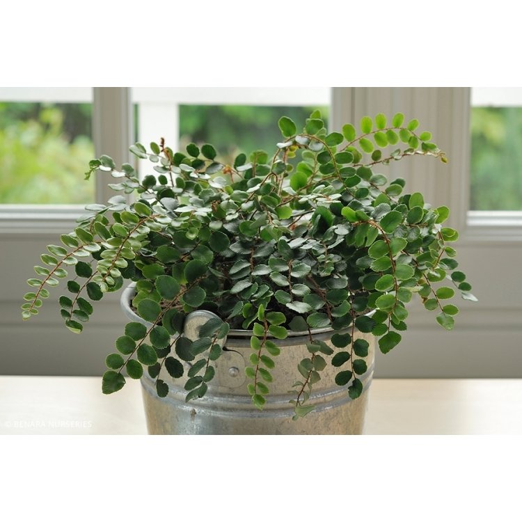 Dương xỉ Cúc áo Button Fern (Pellaea Rotundifolia) 2