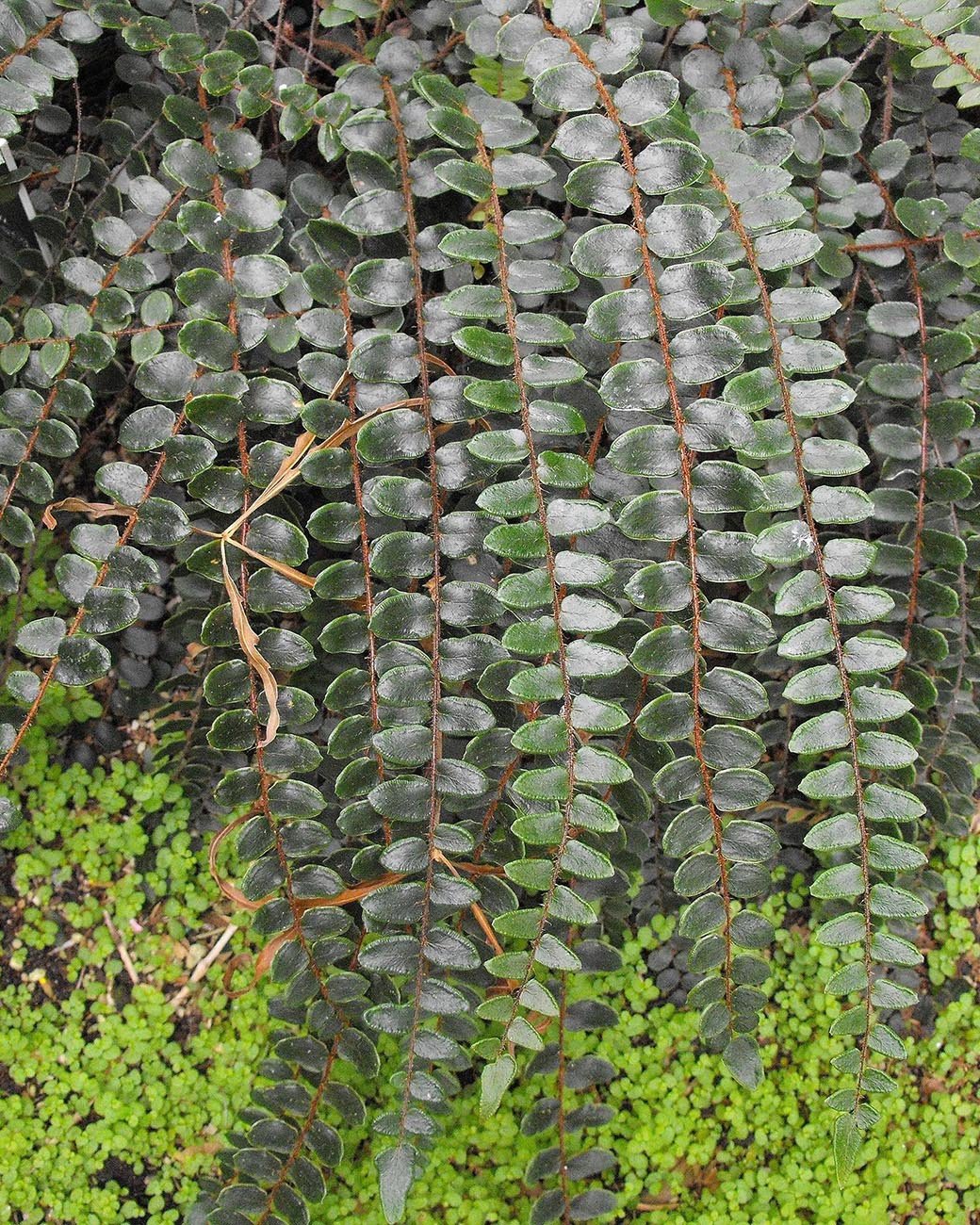 Dương xỉ Cúc áo Button Fern (Pellaea Rotundifolia) 3
