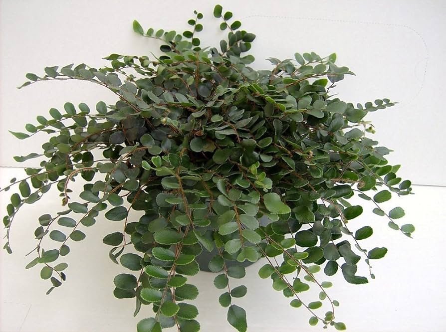 Dương xỉ Cúc áo Button Fern (Pellaea Rotundifolia)