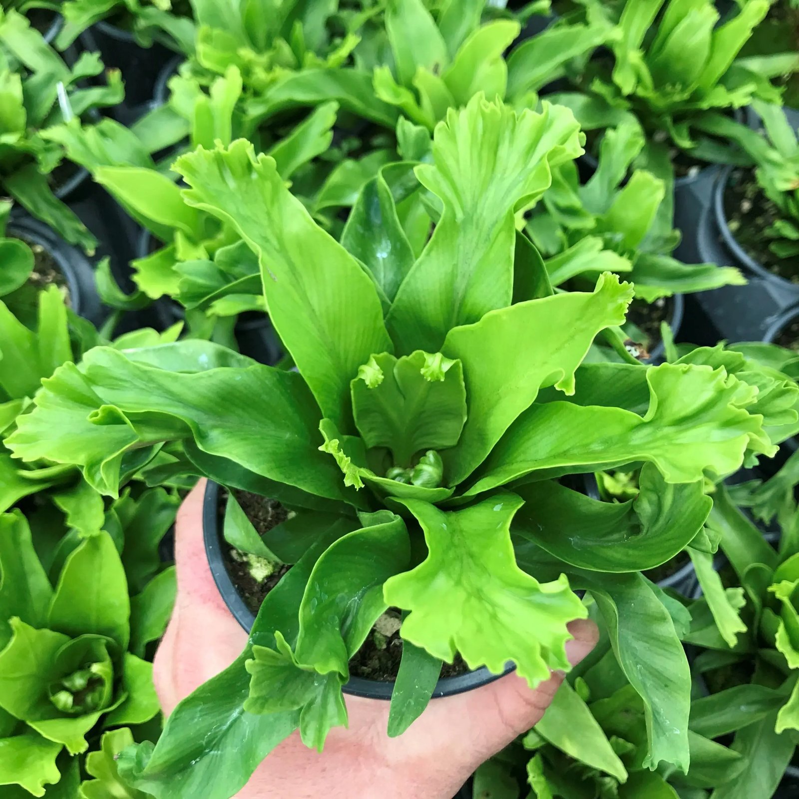 Ổ phụng đuôi cá ‘Crissie' (Asplenium nidus) 2