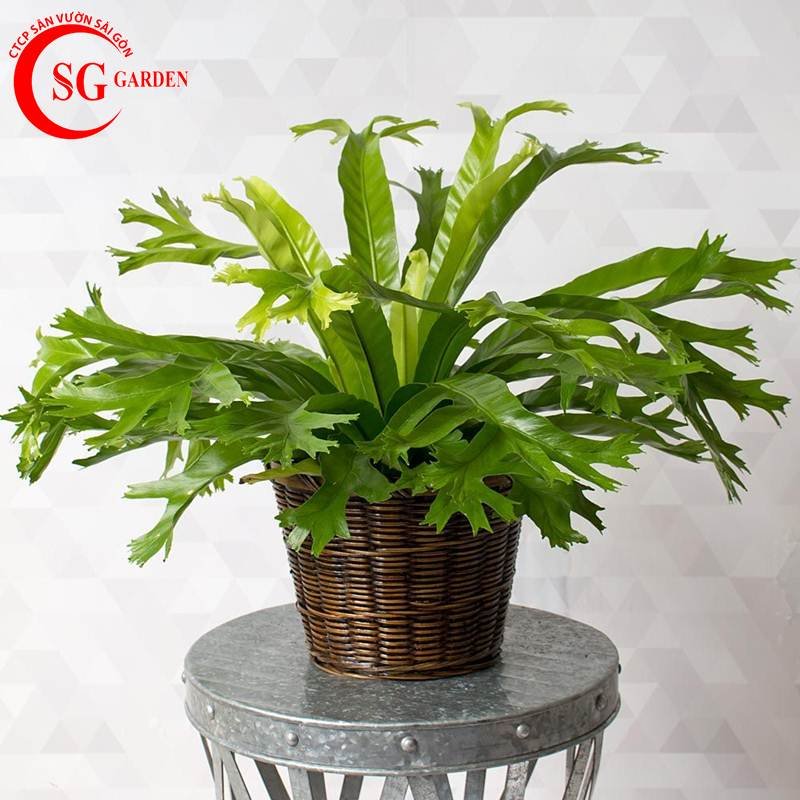 Ổ phụng đuôi cá ‘Crissie' (Asplenium nidus) 3