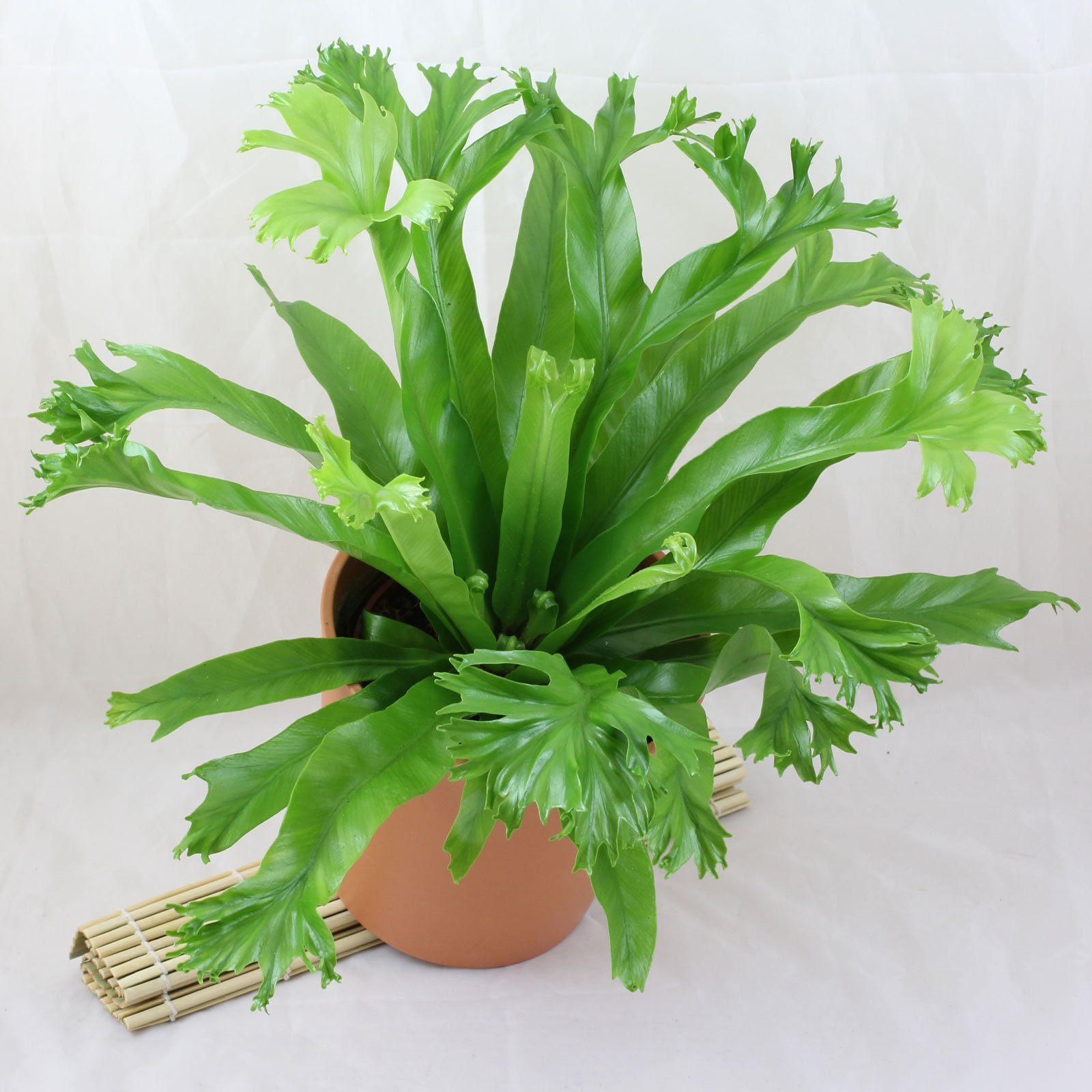 Ổ phụng đuôi cá ‘Crissie' (Asplenium nidus)