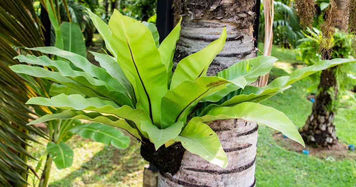 Dương xỉ Ổ phụng ‘Bird's nest' (Asplenium nidus) 3