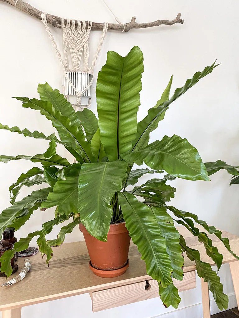 Dương xỉ Ổ phụng ‘Bird's nest' (Asplenium nidus)