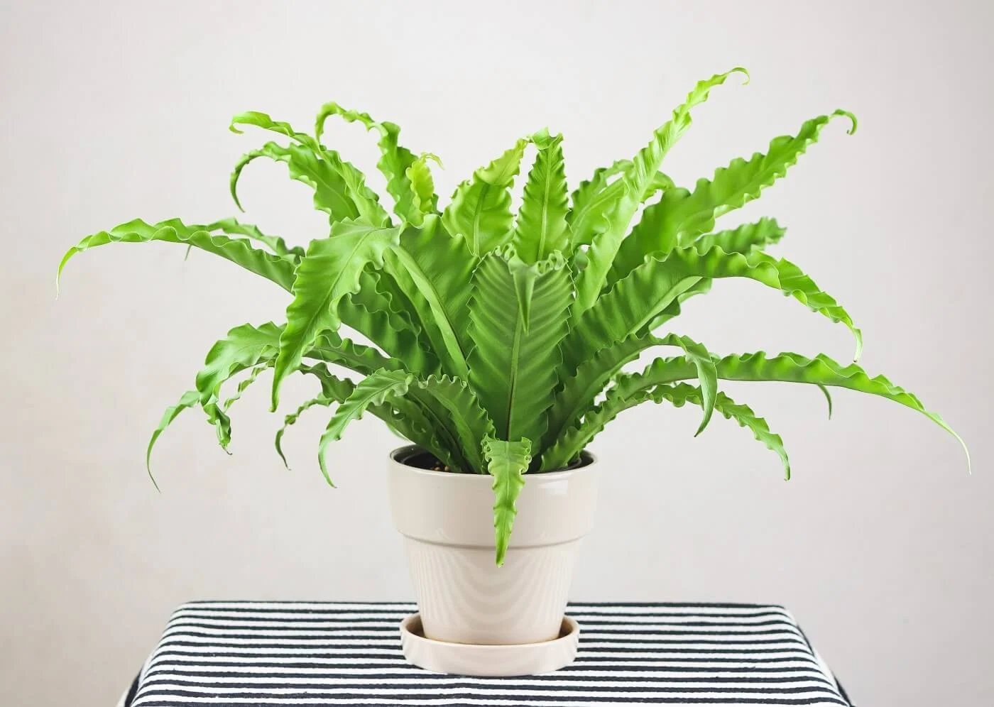 Dương xỉ Ổ phụng ‘Bird's nest' (Asplenium nidus) 2