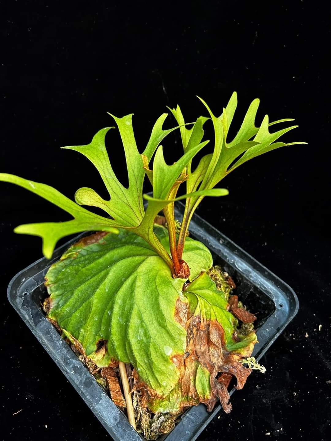 Platycerium Kitshakood thin thin 3