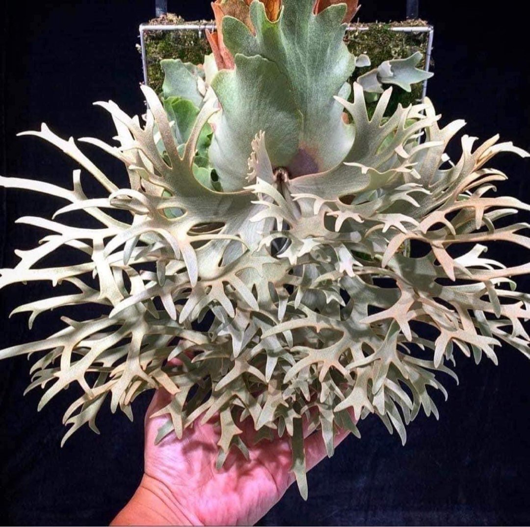 Platycerium Willinckii ‘OMG' 2
