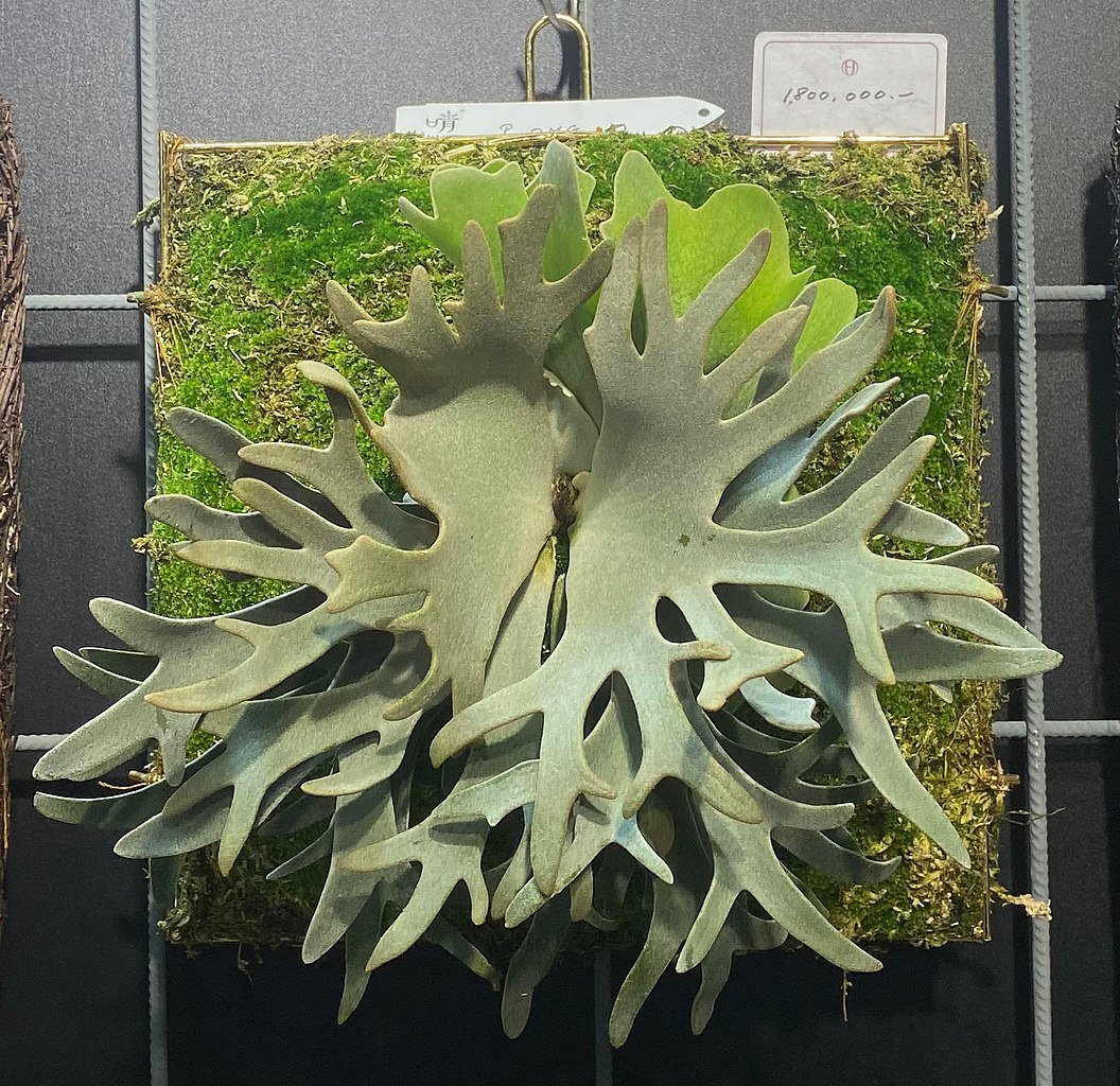 Platycerium Willinckii ‘OMG' 3