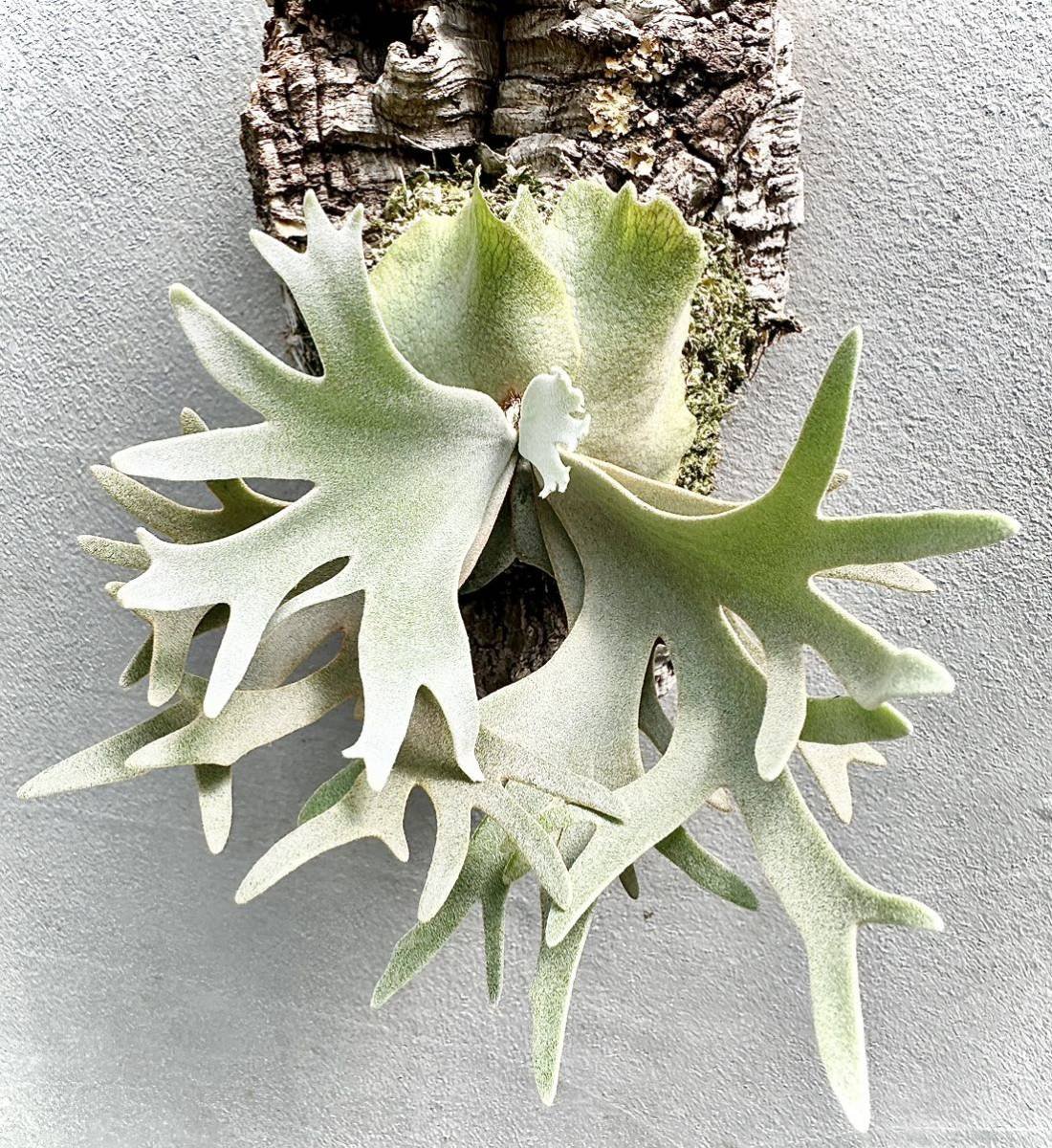 Platycerium Willinckii ‘OMG'