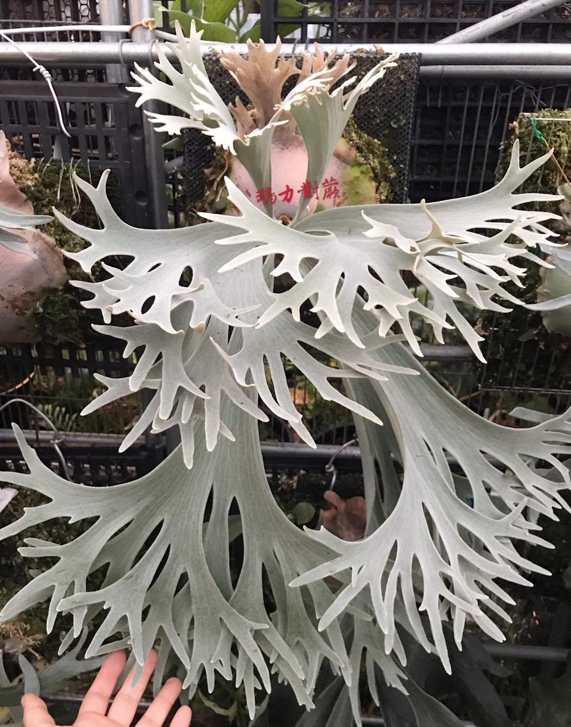 Platycerium Willinckii ‘Celso Tatsuta'