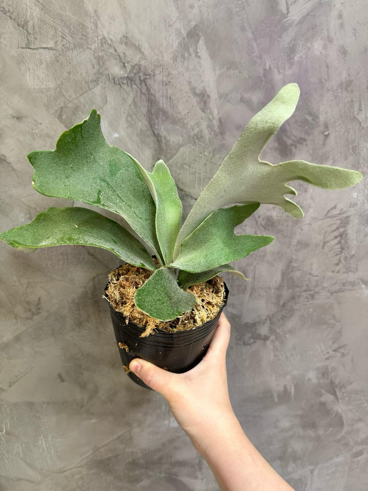 Platycerium Willinckii ‘Celso Tatsuta' 3