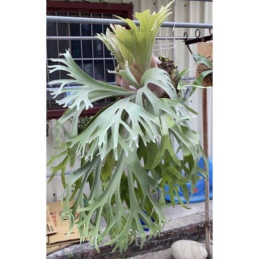 Platycerium Sansai Beauty 3