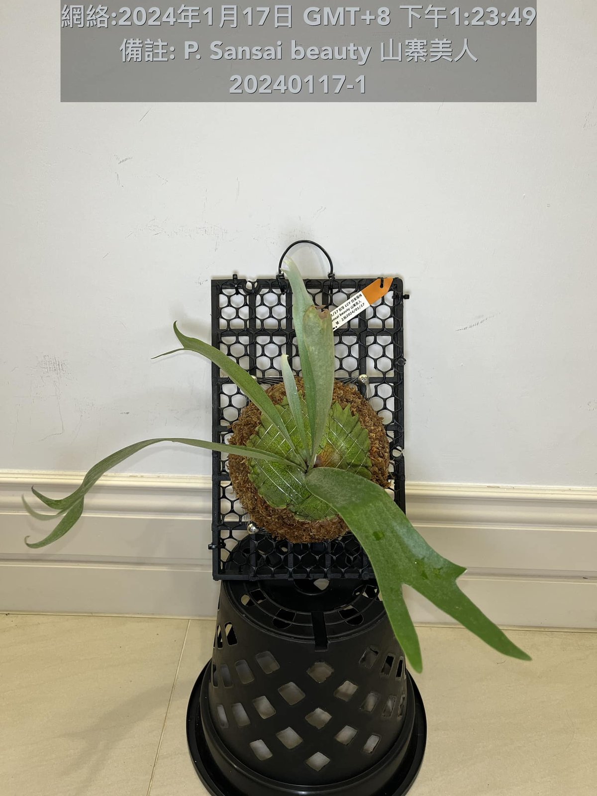 Platycerium Sansai Beauty 2