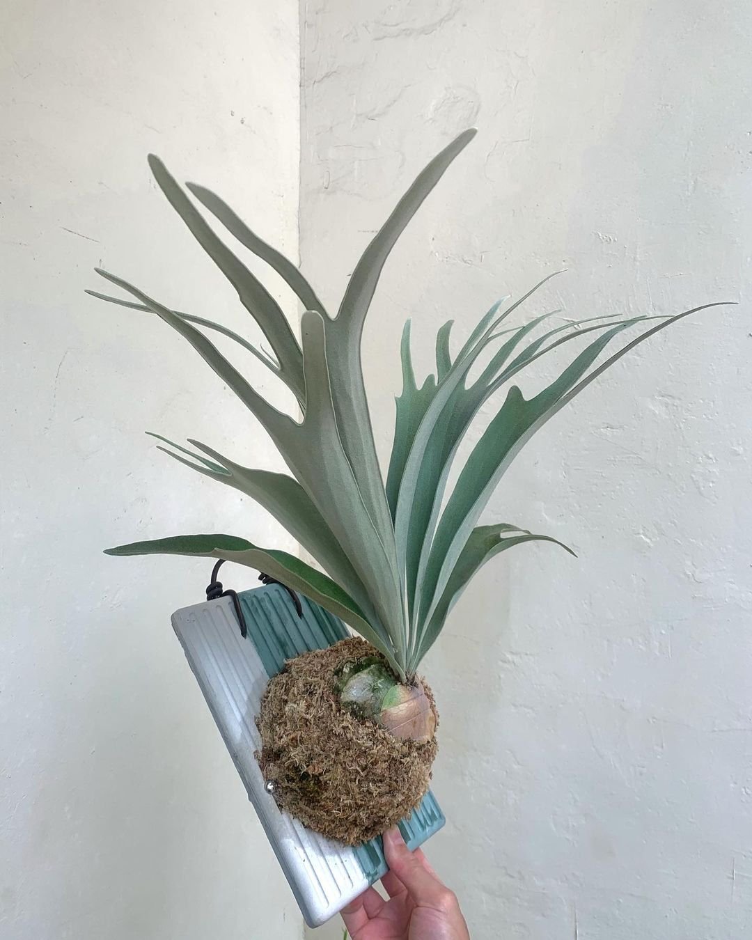 Platycerium Veitchii 2