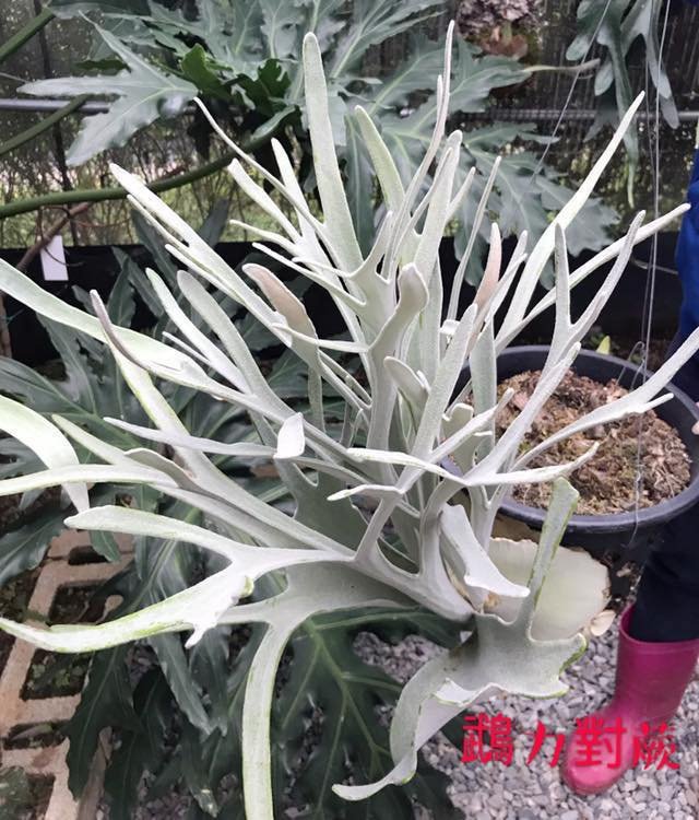 Platycerium Veitchii Silver frond (Silver horn) 2