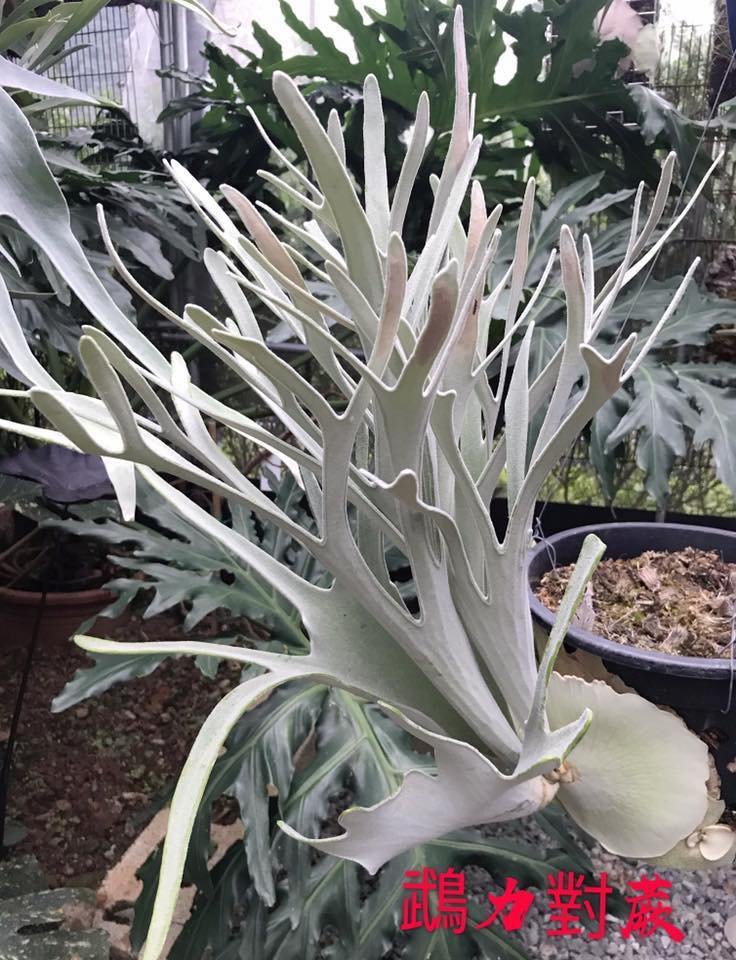 Platycerium Veitchii Silver frond (Silver horn)