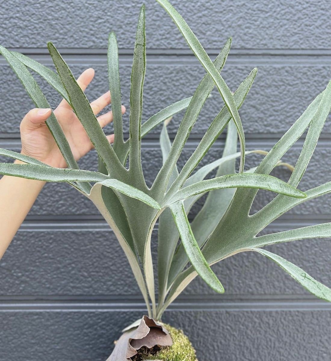 Platycerium Veitchii Silver frond (Silver horn) 3