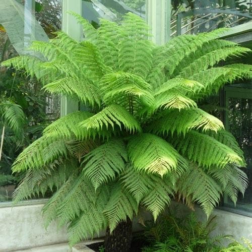Dương xỉ khổng lồ - Rough Tree Fern (Cyathea Australis)