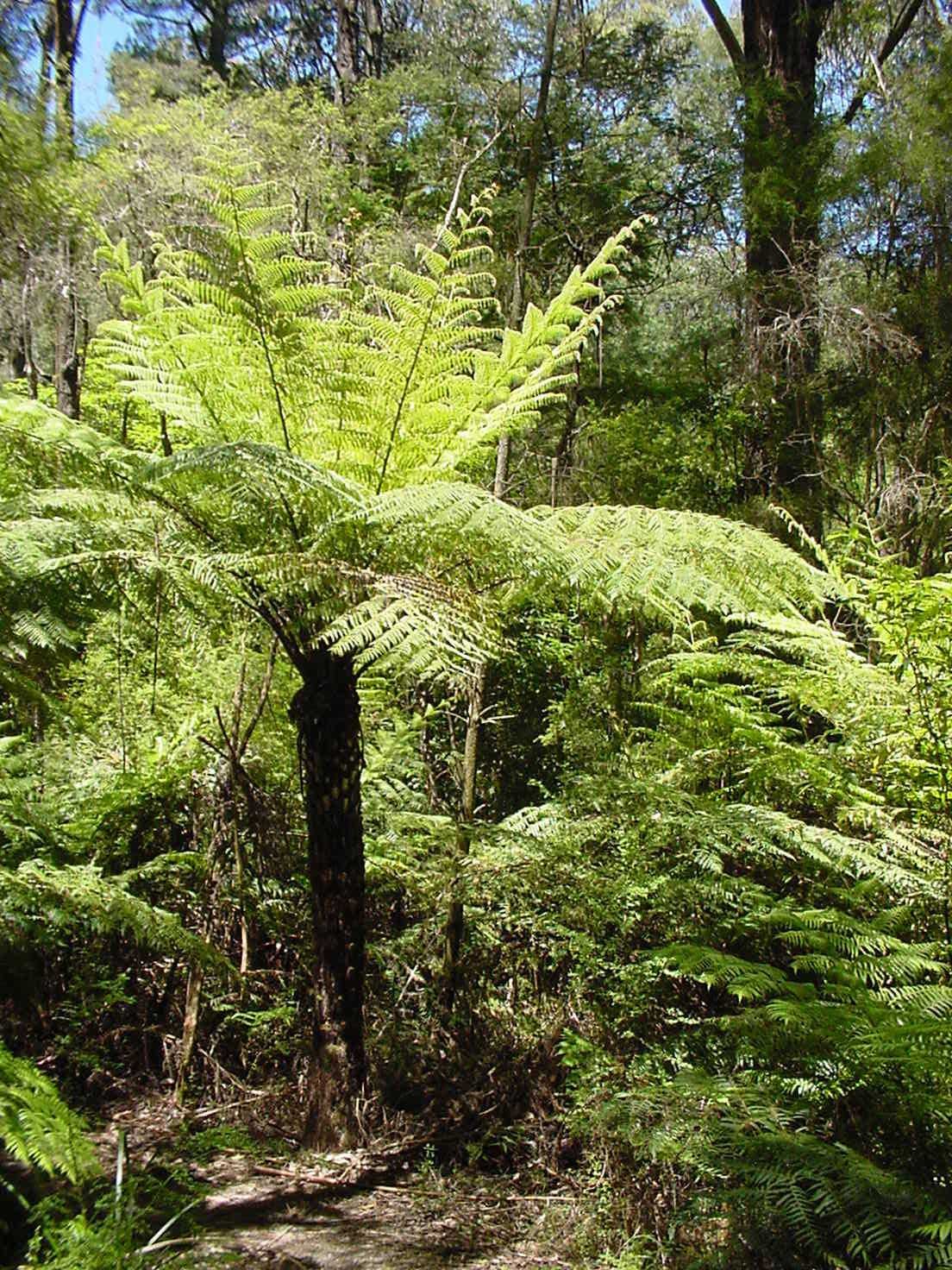 Dương xỉ khổng lồ - Rough Tree Fern (Cyathea Australis) 2