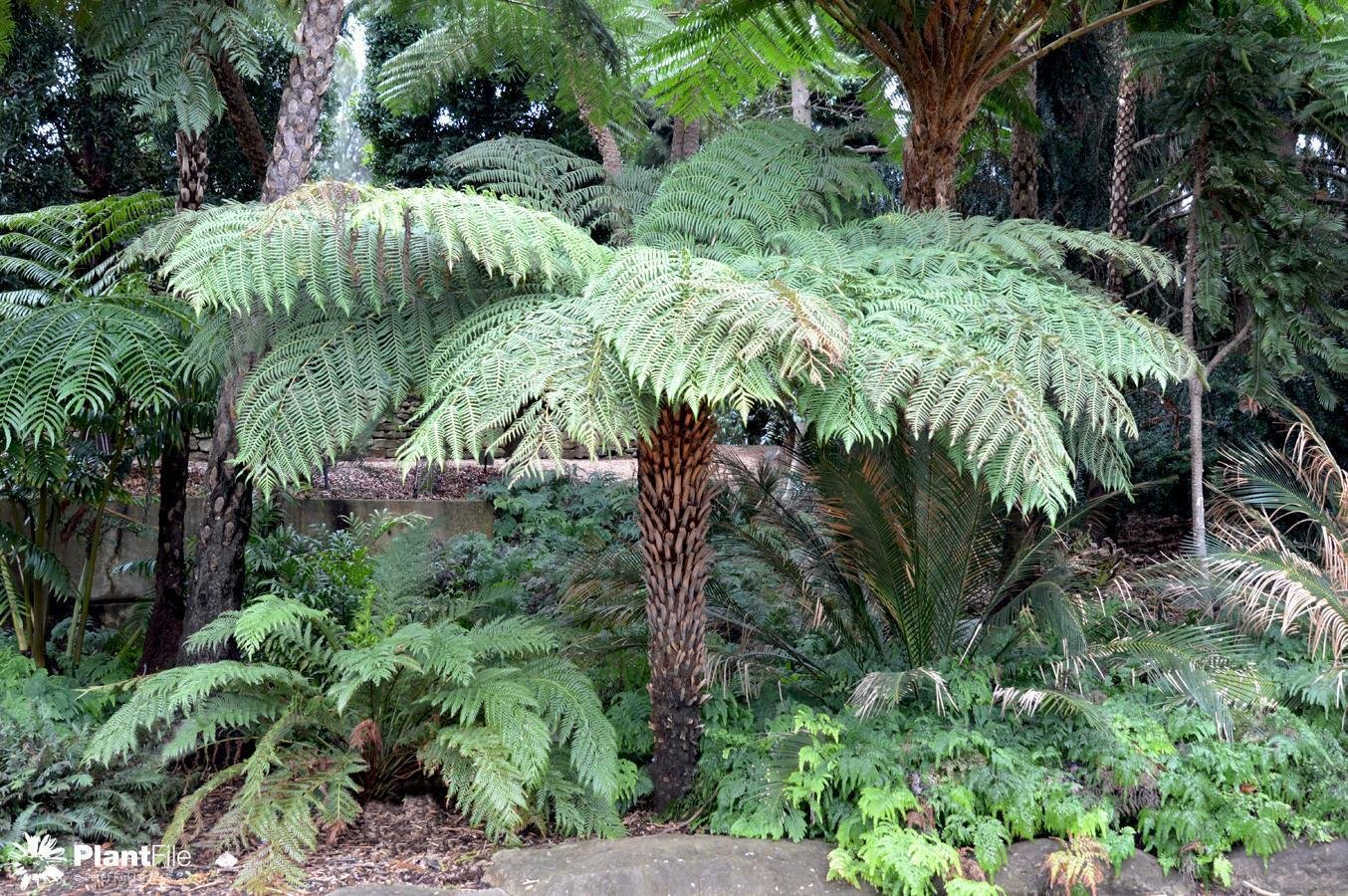 Dương xỉ khổng lồ - Rough Tree Fern (Cyathea Australis) 3