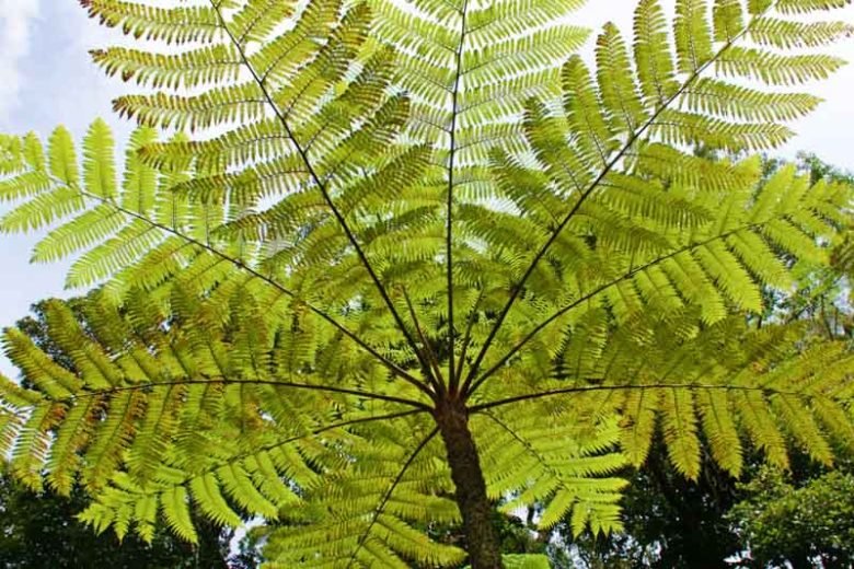 Dương xỉ thân gỗ (Cyathea Cooperi) 2