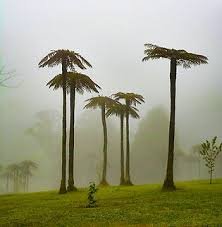 Dương xỉ thân gỗ (Cyathea Cooperi) 3