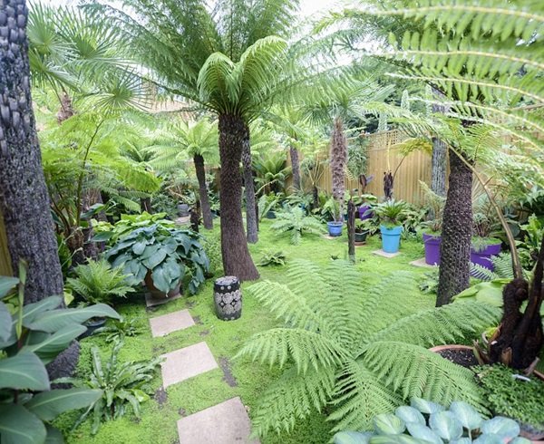 Dương xỉ cổ đại (Cyathea Contaminans) 3