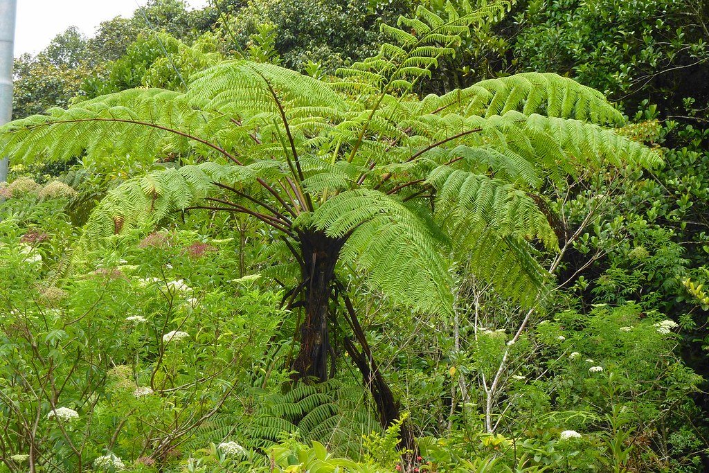 Dương xỉ cổ đại (Cyathea Contaminans)
