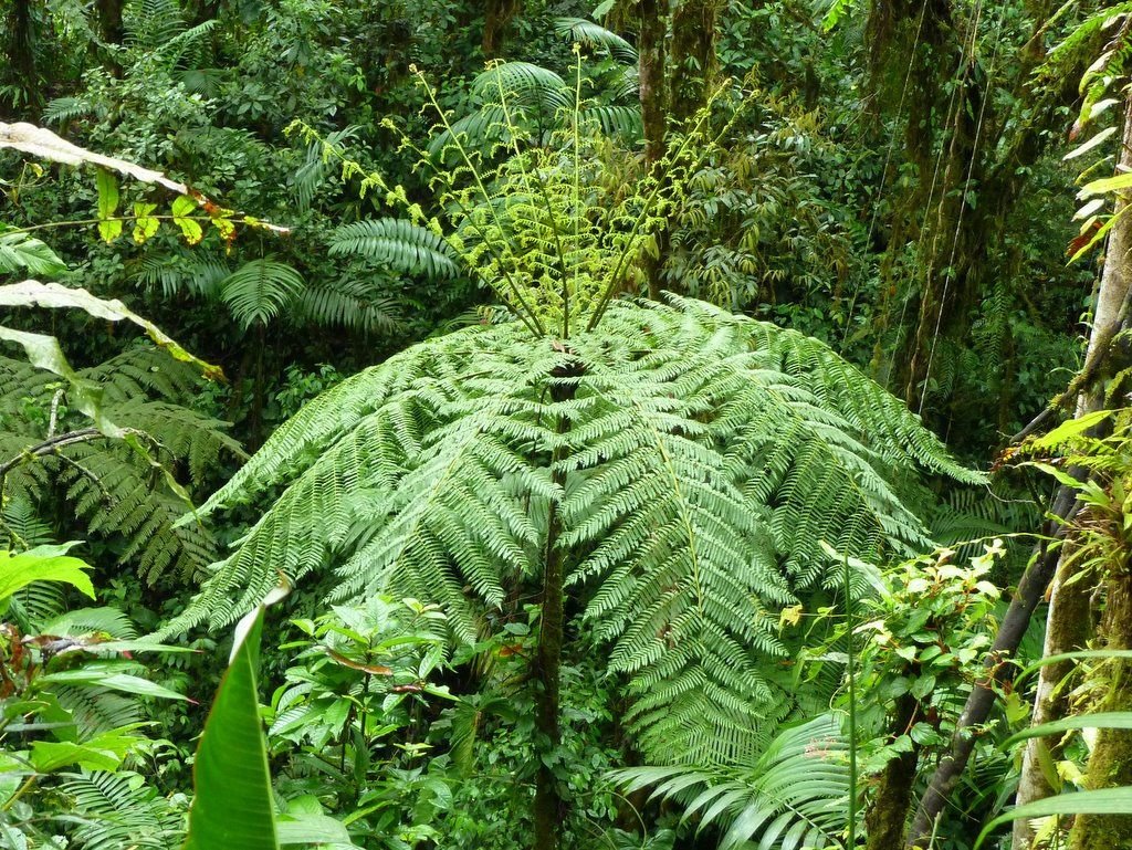 Dương xỉ cổ đại (Cyathea Contaminans) 2