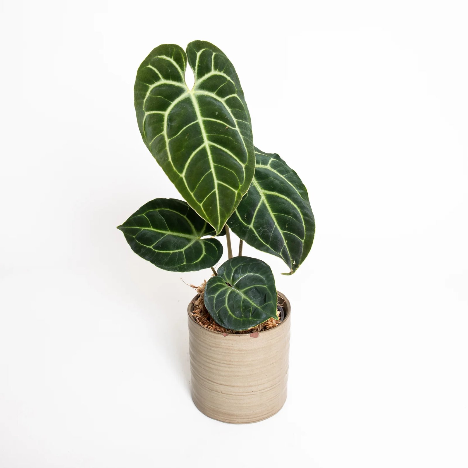 Anthurium Besseae Aff