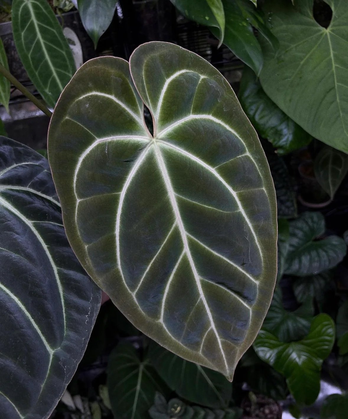 Anthurium Besseae Aff 3