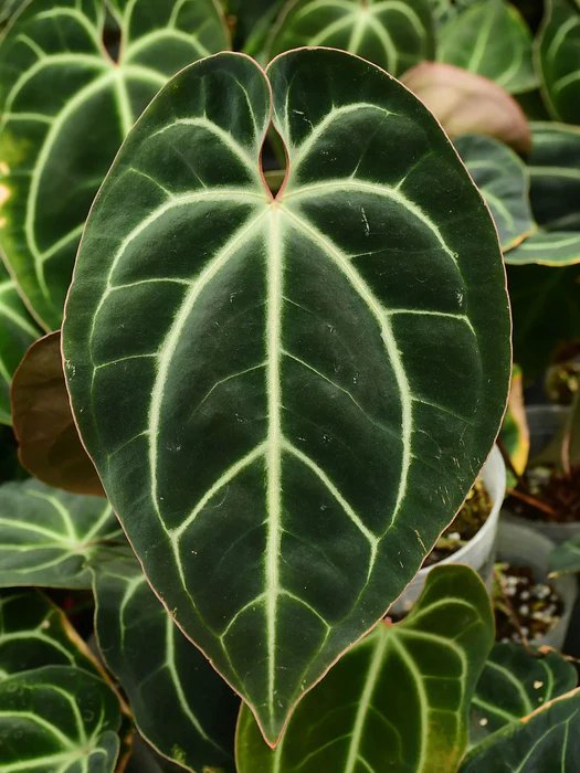 Anthurium Besseae Aff 2