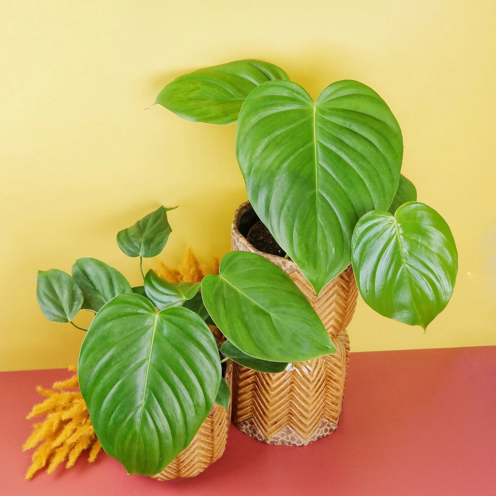 Philodendron Brandipes 3