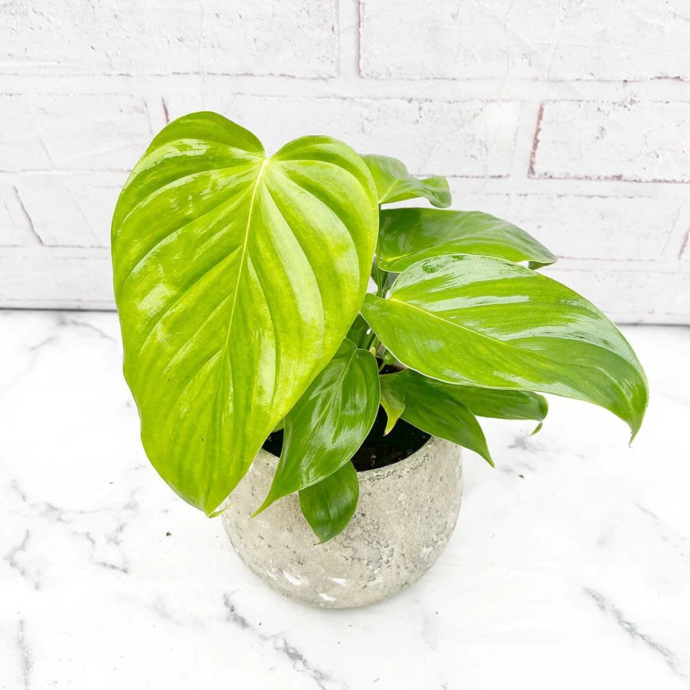 Philodendron Brandipes 2