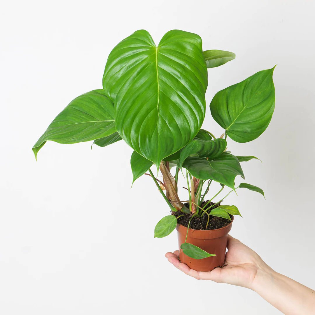 Philodendron Brandipes