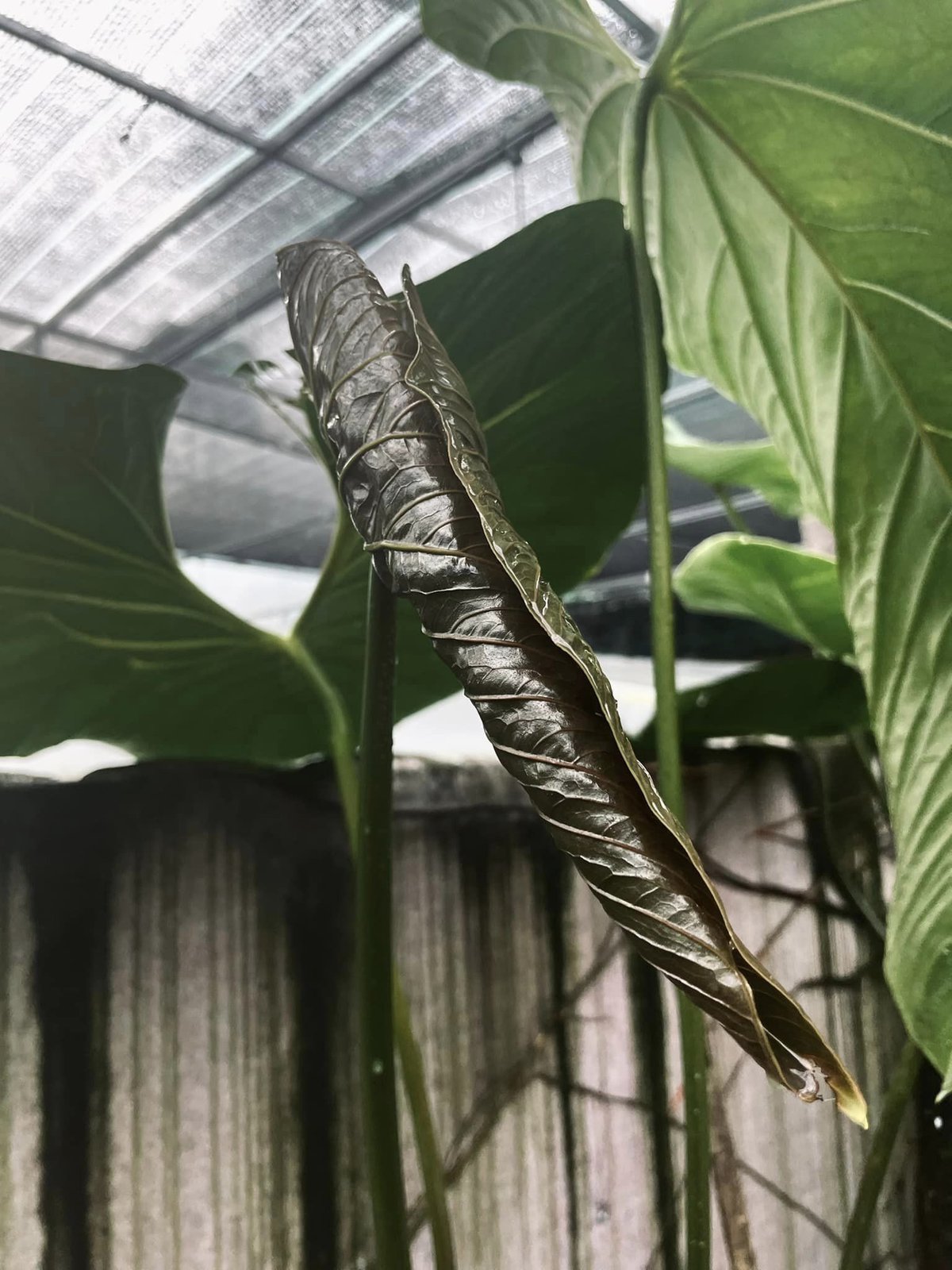 Anthurium Longistrorsum 3