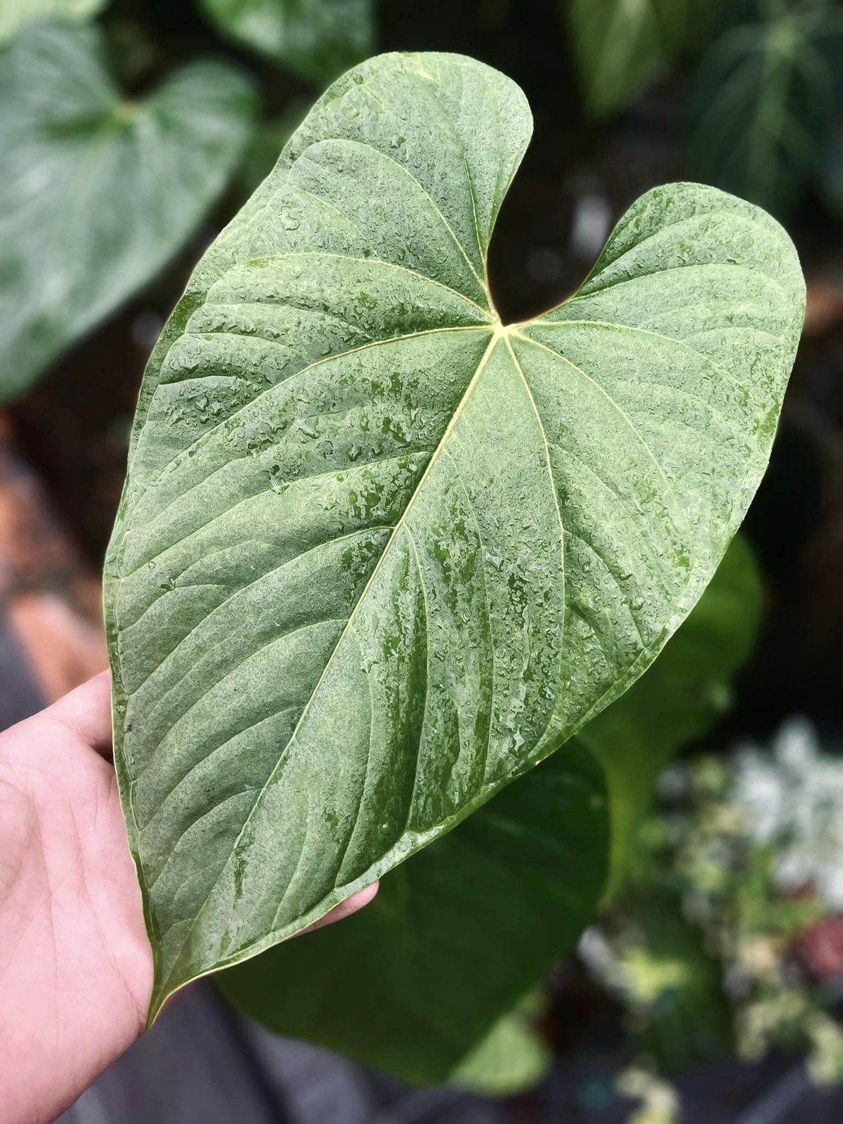 Anthurium Longistrorsum 2